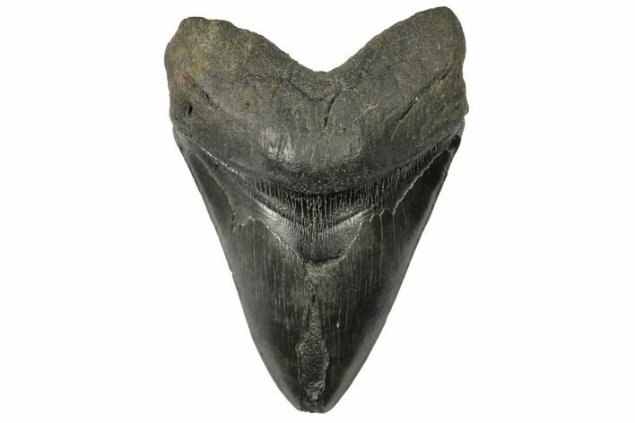 Fossil Megalodon Tooth - Monster Meg Tooth! #148188
